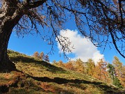 PIZZO BADILE (2044 m) ad anello colorato d’autunno da Piazzatorre-28ott24- FOTOGALLERY